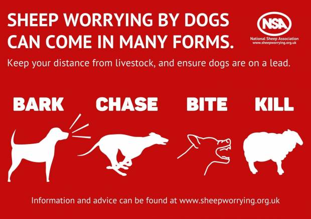 Sheep worrying by dogs can come in many forms
