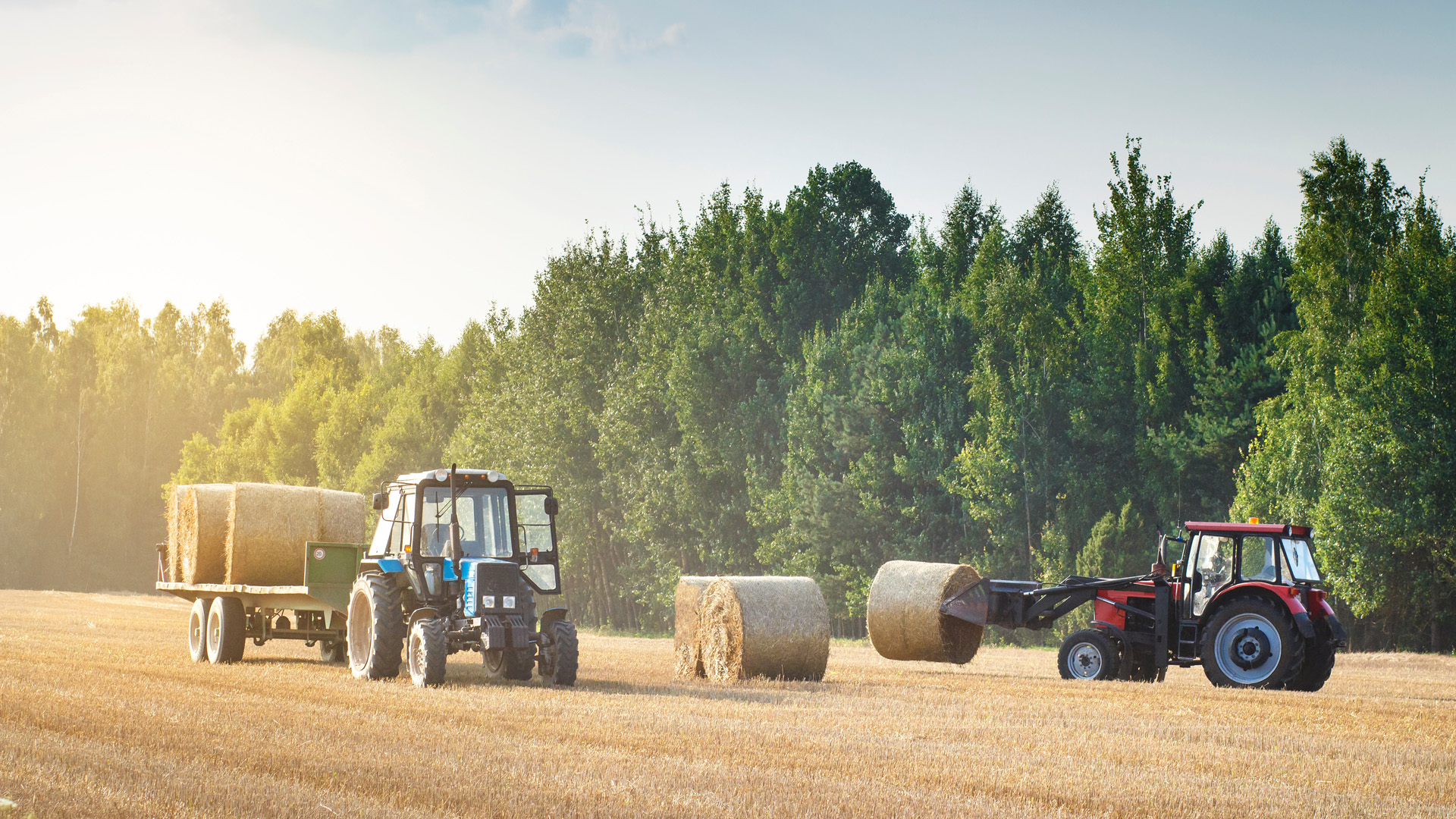 Two tractors are on a field of crops, a red tractor is lifting hay onto the other green tractor.